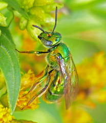 Augochloropsis viridula