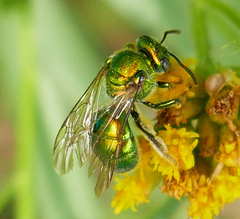 Augochloropsis viridula