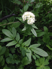 Valeriana occidentalis