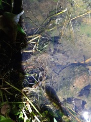 Dolomedes horishanus