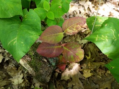 Lonicera hirsuta