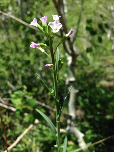 Arrow Thelypody (Thelypodium sagittatum)