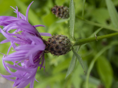 Centaurea × moncktonii