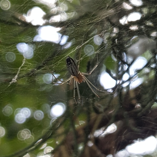 Sierra Dome Spider photo 3