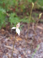 Caladenia alata