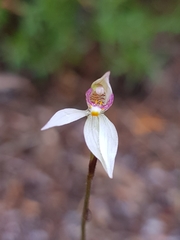 Caladenia alata