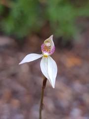 Caladenia alata