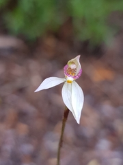 Caladenia alata
