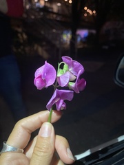 Lathyrus latifolius