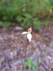 Caladenia alata