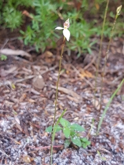 Caladenia alata