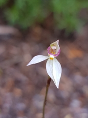Caladenia alata