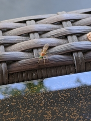 Ptecticus trivittatus