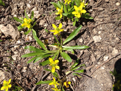 Ranunculus jovis