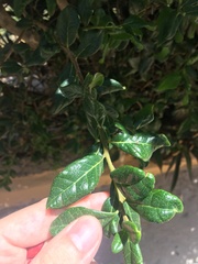 Bourreria virgata