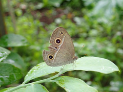 Mycalesis gotama fulginia