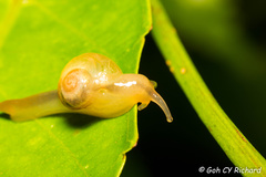 Helicarion perfragilis