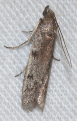 Cryptoblabes hemigypsa