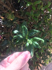 Bourreria virgata