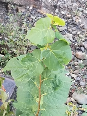 Tilia
