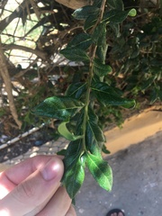 Bourreria virgata