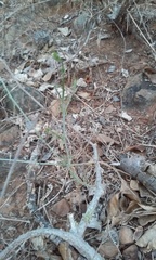 Ibervillea sonorae
