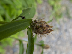 Centaurea × moncktonii