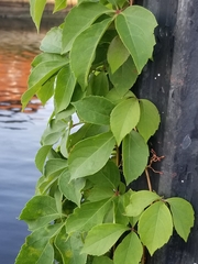 Parthenocissus