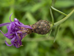 Centaurea × moncktonii
