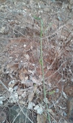 Ibervillea sonorae