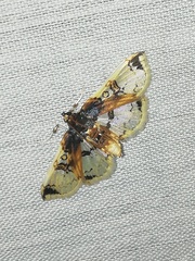 Compacta hirtalis
