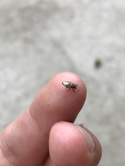 Phlegyas abbreviatus