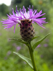 Centaurea × moncktonii