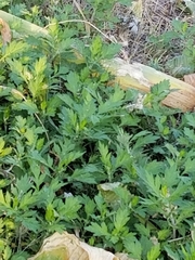 Artemisia