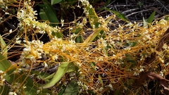 Cuscuta cephalanthi