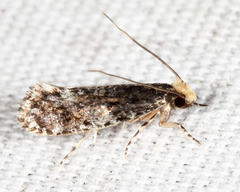 Monopis marginistrigella