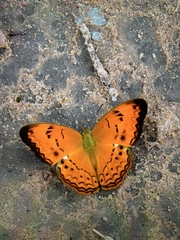 Cirrochroa surya siamensis