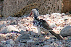 Tockus damarensis