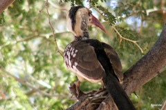 Tockus damarensis