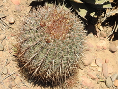 Ferocactus viridescens
