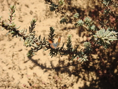 Brephidium exilis exilis