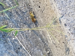 Poaceae