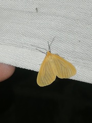 Eubaphe