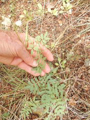 Desmanthus velutinus