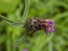 Centaurea × moncktonii