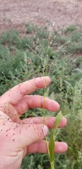 Eragrostis amabilis