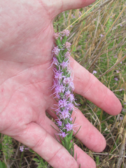 Liatris punctata mucronata