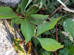 Parthenocissus