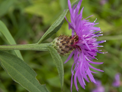 Centaurea × moncktonii