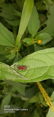 Rhodobaenus